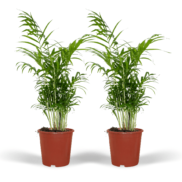 Mexikanische Bergpalme – Chamaedorea Elegans – tropische Zimmerpflanze – Ø17cm – ↕55cm – 2 Pflanzen – immergrüne Palme für Wohnzimmer & Büro
