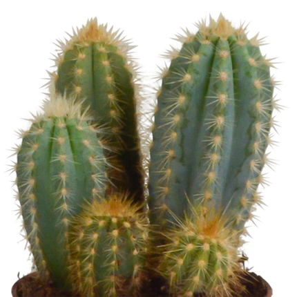 Cereus Mix – 3 Pflanzen – Ø10,5cm Zimmerpflanzen im Terrakotta-Topf – Verschiedene Säulen- & Stabkakteen – Pflegeleichte Kakteen für Fensterbank, Büro & Wohnzimmer