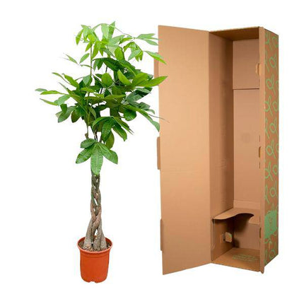 Glückskastanie – Pachira Aquatica – Zimmerpflanze 150cm – Ø27cm – Geldbaum mit geflochtenem Stamm – Exotische Grünpflanze für Wohnzimmer & Büro – Pflegeleicht