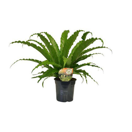 Nestfarn – Asplenium Osaka – Zimmerpflanze – Ø17cm – ↕40cm – pflegeleichte Farnpflanze mit eleganten Wedeln – tropische Grünpflanze für Innenräume