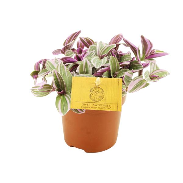Tradescantia Sweetness – Dreimasterblume – Zimmerpflanze – Ø10,5cm – Höhe ca. 10cm – Kompakte, pflegeleichte Blattschmuckpflanze – Für Fensterbank & Büro