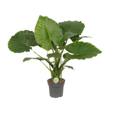 Elefantenohr – Alocasia gageana 'California' – tropische Zimmerpflanze – Ø21cm – ↕80cm – exotische Großpflanze mit dekorativen Blättern