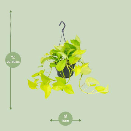 Efeutute Epipremnum Golden Pothos – Ø15cm x H25cm – Zimmerpflanze mit goldgelben Blattakzenten – Hängend & kletternd – Für Innenräume – Pflegeleicht & dekorativ