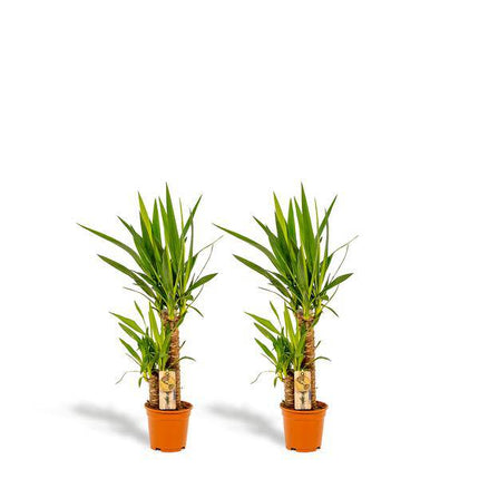 Yucca Palmlilie – 2er-Set – Zimmerpflanzen - ↨90cm – Ø17cm – Pflegeleichte grüne Pflanzen – Luftreinigend & robust – Ideal für helle Wohnräume