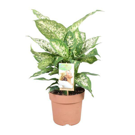 Dieffenbachie Compacta – Dieffenbachia seguine – Zimmerpflanze – Ø17cm – ↕45cm – pflegeleichte tropische Grünpflanze mit dekorativen Blättern – ideale Zimmerdekoration für Zuhause & Büro