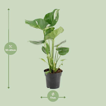 Köstliches Fensterblatt – Monstera Deliciosa – pflegeleichte Zimmerpflanze – Ø17cm – ca. 60cm hoch – dekorative Grünpflanze mit großen Blättern