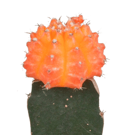 Sukkulenten & Kakteen Mix 3 Pflanzen Ø5,5cm – pflegeleichtes Pflanzen Set für Urban Jungle, Fensterbank, Wohnzimmer & Büro