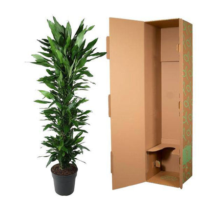 Drachenbaum – Dracaena Janet Lind 170cm – Ø34cm – Zimmerpflanze mit dunkelgrünen glänzenden Blättern – Pflegeleichte Grünpflanze für Wohnzimmer, Büro & Wintergarten