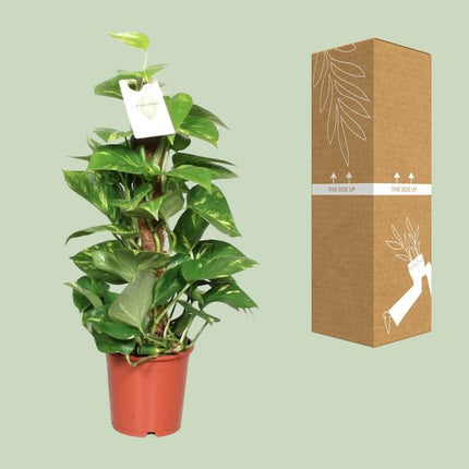 Efeutute Epipremnum Scindapsus Pinnatum – Goldene Efeutute am Moosstock – Zimmerpflanze Ø15cm ↕60cm – Herzförmige Blätter – Pflegeleichte Rankpflanze für Wohnzimmer, Büro & Innenräume