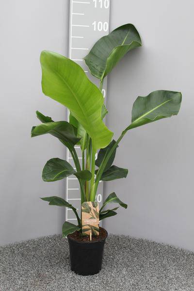 Baum – Strelitzie Strelitzia Nicolai Zimmerpflanze Ø17cm ↕70cm – tropische Grünpflanze für Wohnzimmer, Büro & helle Standorte kaufen