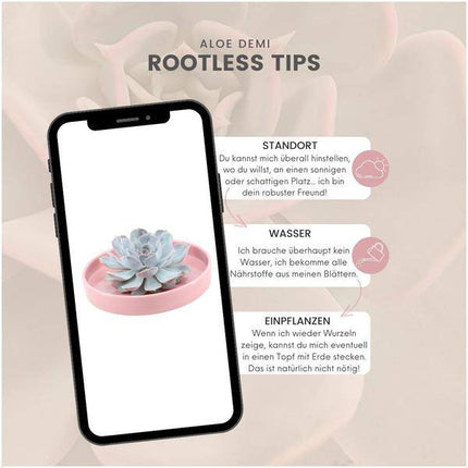 Sukkulente – Echeveria lilacina ROOTLESS – Ø20cm Schale „Rosa“ – Zimmerpflanze ohne Wurzeln – Pflegeleichte Schnitt-Sukkulente als Tischdeko & Geschenkidee