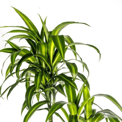 Drachenbaum Dracaena Deremensis Hawaiian Sunshine – Zimmerpflanze – Ø27 cm Topf – Höhe 180 cm – Tropischer Look & pflegeleicht