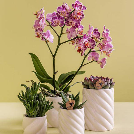 Dekotopf Candy Hoch – Weiß – Ø6cm – Eleganter Keramik Blumentopf in glänzender Optik – Hohe Form – Für Mini – Stilvolle Deko für Innenräume