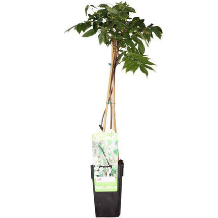Weißer Blauregen – Wisteria floribunda ‘Longissima Alba’ – Ø15cm – ca. 65cm hoch – Exklusive & winterharte Kletterpflanze mit langen weißen Blütentrauben – Für Pergola, Zaun & Fassade
