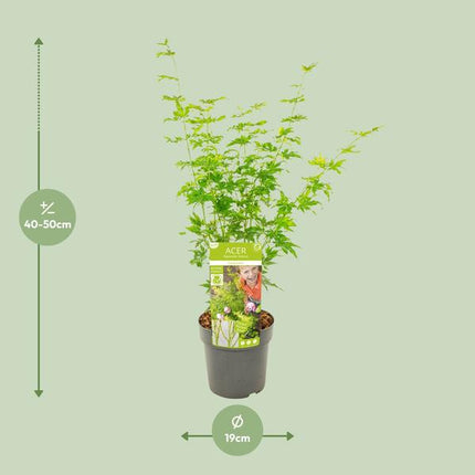 Japanischer Fächerahorn Acer palmatum ‘Going Green’ Gartenpflanze Ø19cm ↕50cm – winterharte Pflanze für Garten, Balkon, Terrasse, Kübel & Beet