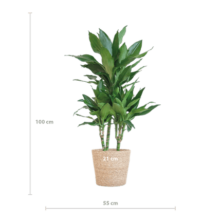 Dracaena Janet Lind 95cm – Drachenbaum Zimmerpflanze Ø21cm – pflegeleichte grüne Pflanze mit luftreinigender Wirkung – inkl. handgeflochtenem Seegras-Korb Sofia Natur