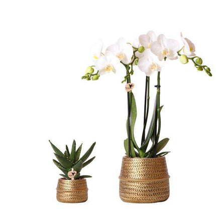 Pflanzenset Groove gold – Weiße Phalaenopsis Amabilis Ø9cm & Aloe Brevifolia Ø6cm – goldene Keramik-Ziertöpfe – Elegantes Orchideen- und Sukkulenten-Set – Geschenkidee & Deko