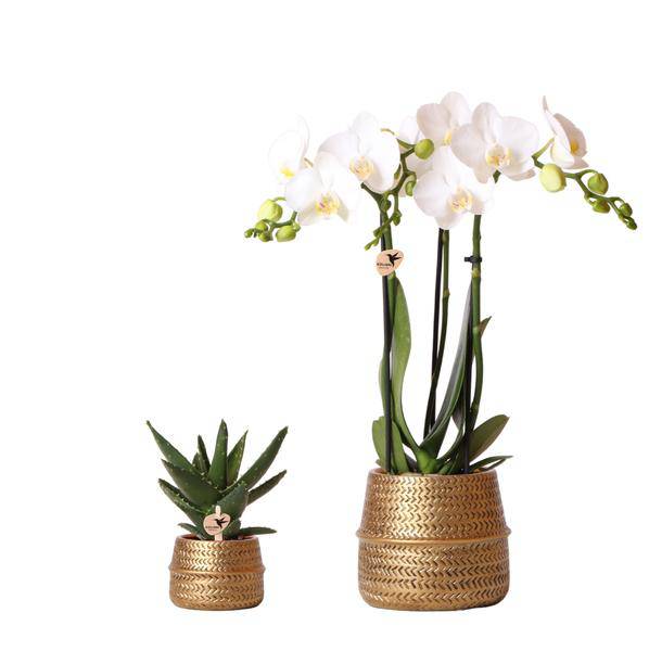 Pflanzenset Groove gold – Weiße Phalaenopsis Amabilis Ø9cm & Aloe Brevifolia Ø6cm – goldene Keramik-Ziertöpfe – Elegantes Orchideen- und Sukkulenten-Set – Geschenkidee & Deko
