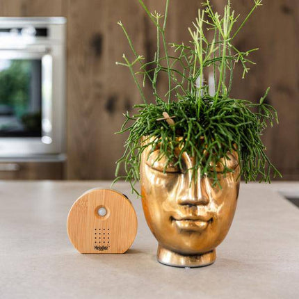 Melodiez Spieluhr Holz – Melody Nature Box mit Bewegungsmelder – Naturklänge wie Vogelgezwitscher, Meeresrauschen & Dschungel