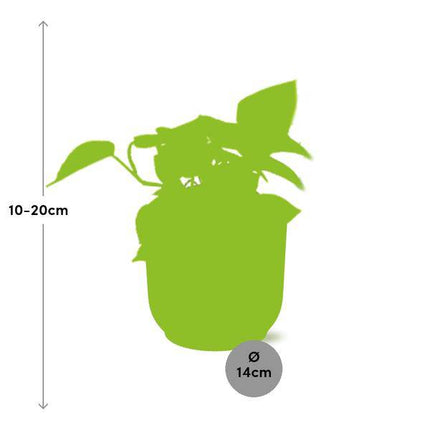 Efeutute Epipremnum Pinnatum Golden Pothos – Zimmerpflanze im dekorativen Topf Vibes Fold 14cm Gelb – pflegeleichte Kletter- & Hängepflanze mit luftreinigenden Eigenschaften