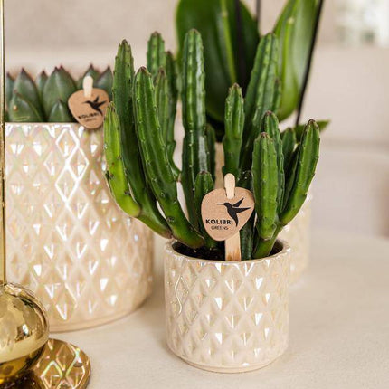 Diamant Perle Dekotopf – Travertin – Ø6cm – Moderner Blumentopf in Steinoptik – Eleganter Dekotopf für Zimmerpflanzen, Kakteen & Sukkulenten – Stilvolles Wohnaccessoire