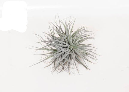 Luftpflanze Tillandsia Super Silber XL – Ø20cm – 15cm hoch – Pflegeleichte Zimmerpflanze – Exotisches Deko-Highlight