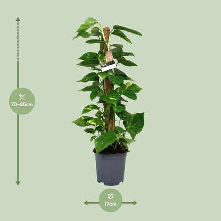Efeutute Scindapsus Epipremnum – Ø19cm – ↕80cm – Pflegeleichte Rankpflanze & luftreinigende Zimmerpflanze – Große Grünpflanze für Wohnzimmer, Büro & Wintergarten