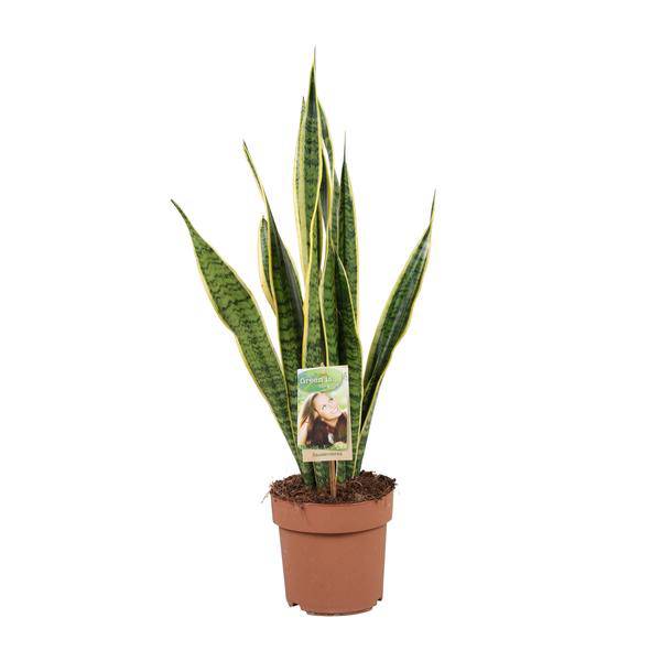 Bogenhanf – Sansevieria trifasciata Laurentii – Schwiegermutterzunge – Zimmerpflanze – Ø17cm – ↕60cm – pflegeleicht & luftreinigend