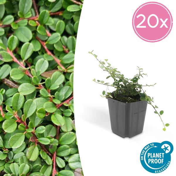 Zwergmispel Cotoneaster prostratus 'Streib's Findling' – ↕10-25cm – Ø9cm – 20 Pflanzen – Robuster Bodendecker – Weiße Blüten & rote Beeren – Sonne & Schatten – Pflegeleicht