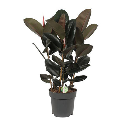 Gummibaum – Ficus Abidjan – tropische Zimmerpflanze – Ø27cm – ↕90cm – große grüne Blätter – pflegeleichte Pflanze für Wohnzimmer & Büro