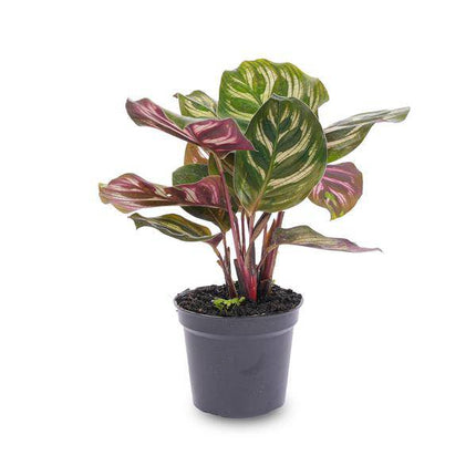 Calathea Makoyana Zimmerpflanze – pflegeleichte Grünpflanze für Wohnzimmer, Büro & helle Standorte kaufen