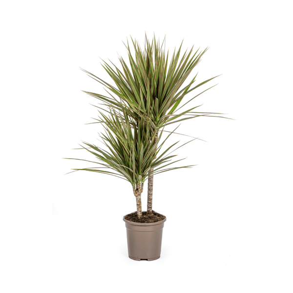 Drachenbaum – Dracaena Marginata Bicolor – Zimmerpflanze – Ø17cm – ↕60cm – Elegant & pflegeleicht