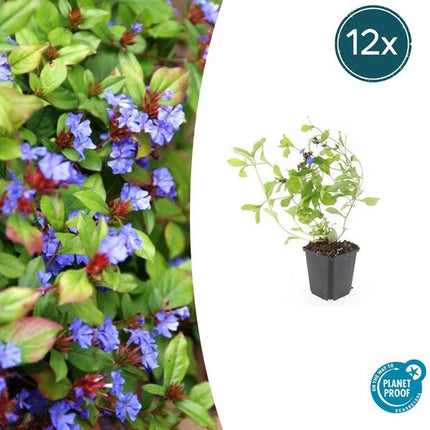Ceratostigma plumbaginoides – Kriechende Hornnarbe – Bodendecker ↕10-25cm Ø9cm – Blaue Blüten & glänzendes Laub – Pflegeleicht & winterhart
