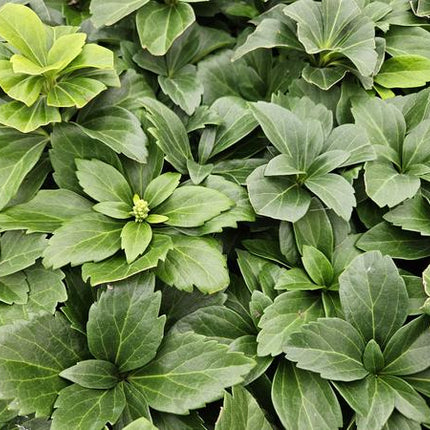 Japanischer Ysander – Pachysandra terminalis – ↕10-25cm – Ø9cm – 40 Pflanzen – Immergrün – Bodendecker – Schattengarten – Pflegeleicht