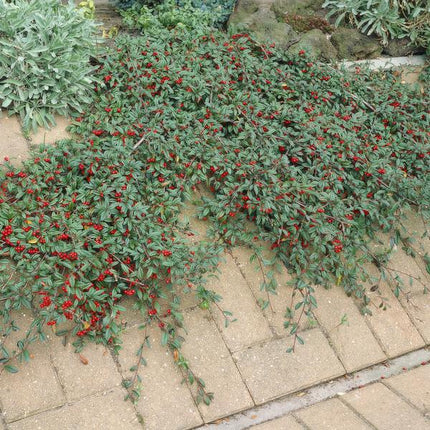 Teppichmispel Cotoneaster dammeri 'Major' – 12 Pflanzen – ↕25cm – Ø9cm – Bodendecker – Winterhart & pflegeleicht – Sonne & Schatten