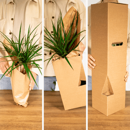 Sansevieria im Glaszylinder – Ø12cm – ↕30cm – Pflegeleichte Zimmerpflanze im dekorativen Glasgefäß – Luftreinigend & robust