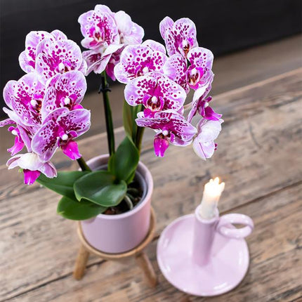 2er-Set Phalaenopsis Orchideen „El Salvador“ – Rosa-lila Blüten – Ø9cm – Blühende Zimmerpflanzen ohne Ziertopf – Diamond-Linie – Pflegeleicht & dekorativ