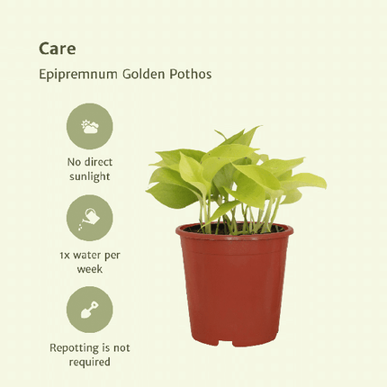 Efeutute – Epipremnum Golden Pothos Scindapsus – 4 Zimmerpflanzen – Ø12cm – ca. 15cm Höhe – pflegeleicht, luftreinigend, kletternd oder hängend