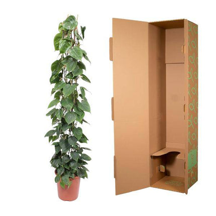Baumfreund – Philodendron Scandens – Zimmerpflanze – 160cm – Ø27cm – pflegeleichte Kletterpflanze mit herzförmigen Blättern für Wohnung, Büro und Wintergarten