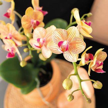 Phalaenopsis Orchidee Orange mit Grünpflanze im Candy Ziertopf auf weißem Bio-Tablett – Zimmerpflanzen Set – Geschenkidee – Dekoration