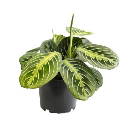 Pfeilwurz – Maranta Lemon Lime – Zimmerpflanze – Ø12cm – ca. 30cm hoch – Exotisch & pflegeleicht – Für Wohnzimmer, Büro & indirektes Licht