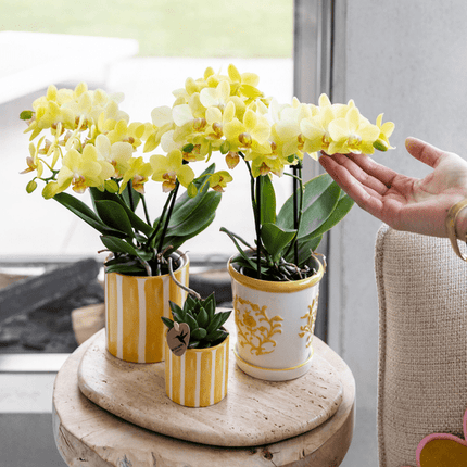 Ziertopf Painted Stripe – Gelb – Ø9cm – Moderner Keramiktopf mit Streifenmuster – Pflanzentopf für Zimmerpflanzen, Sukkulenten & Kakteen – Wohnaccessoire im mediterranen Stil