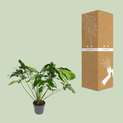 Baumfreund Philodendron Green Wonder – Ø24cm – ↕100cm – Pflegeleichte Zimmerpflanze mit großen herzförmigen Blättern – Tropische Grünpflanze für Wohnzimmer, Büro & Wintergarten