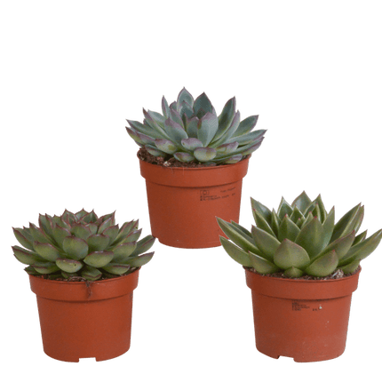 Steinrose Echeveria Mix – 3 Pflanzen Ø10,5cm – Farbenfrohe Sukkulenten – Zimmerpflanzen – Pflegeleicht & dekorativ – Direkt vom Erzeuger