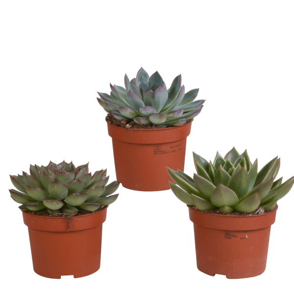 Steinrose Echeveria Mix – 3 Pflanzen Ø10,5cm – Farbenfrohe Sukkulenten – Zimmerpflanzen – Pflegeleicht & dekorativ – Direkt vom Erzeuger