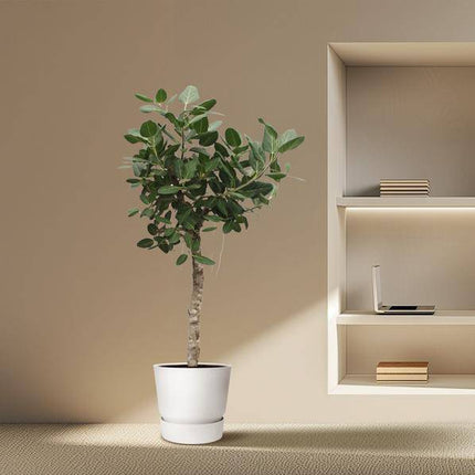 Banyan – Feige Ficus Benghalensis – 200cm hoch – Ø50cm – Exklusive Zimmerpflanze mit großen glänzenden Blättern – pflegeleicht – für Zimmer & Büro
