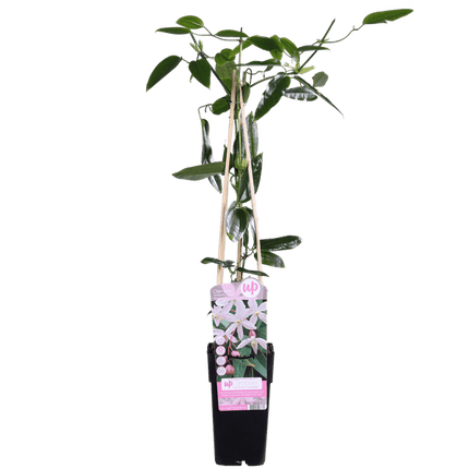 Waldrebe Clematis armandii Apple Blossom – Immergrüne Clematis – Hellrosa Blüten – Ø15cm – ↕65cm Kletterpflanze – Duftende Blüten – Wintergrün