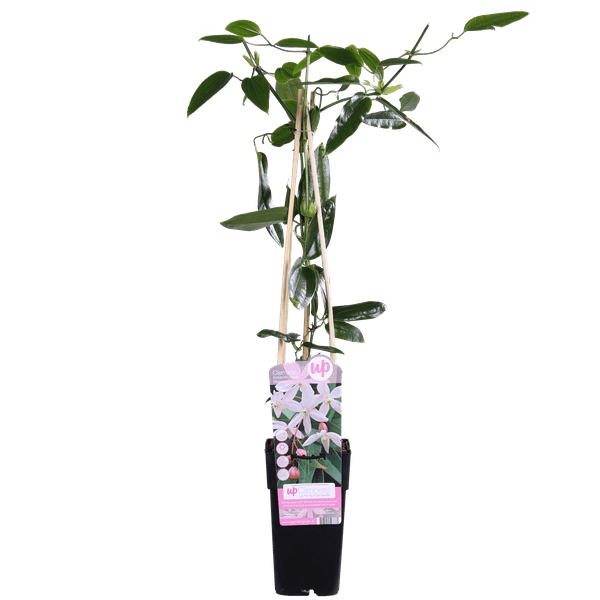 Waldrebe Clematis armandii Apple Blossom – Immergrüne Clematis – Hellrosa Blüten – Ø15cm – ↕65cm Kletterpflanze – Duftende Blüten – Wintergrün