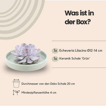 Sukkulente – Echeveria lilacina ROOTLESS – Ø20cm Schale Grün – Zimmerpflanze ohne Wurzeln – Pflegeleichte Schnitt-Sukkulente als Tischdeko & Geschenk