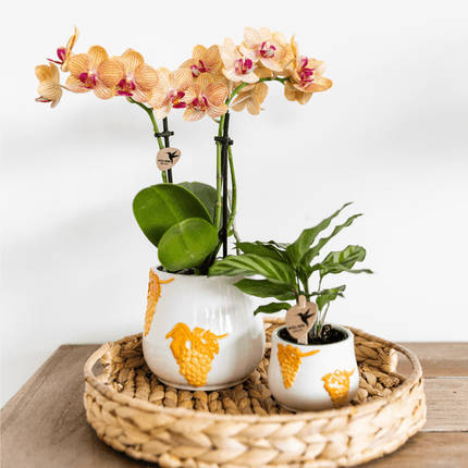 Korbmarante – Calathea – Zimmerpflanze – Ø9cm – Dekopflanze mit auffälligem Blattmuster – Pflegeleichte luftreinigende Pflanze für Wohnzimmer & Büro
